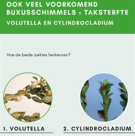 Ook Veel Voorkomend Buxusschimmels Taksterfte Tips Advies Bio