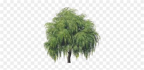 Tree Transparent Background Willow Tree Clipart Free Transparent