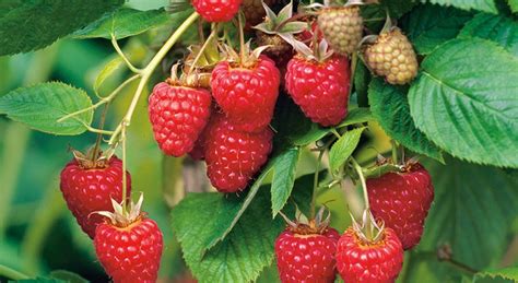 Саженцы малины туламин купить в Москве по цене от 590 рублей