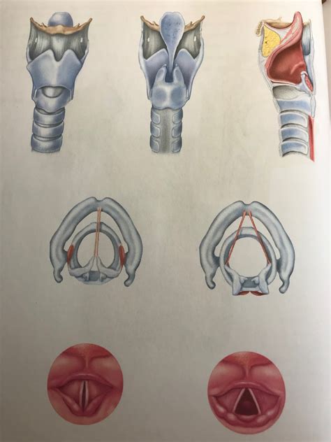 Larynx And Vocal Cords Diagram Quizlet