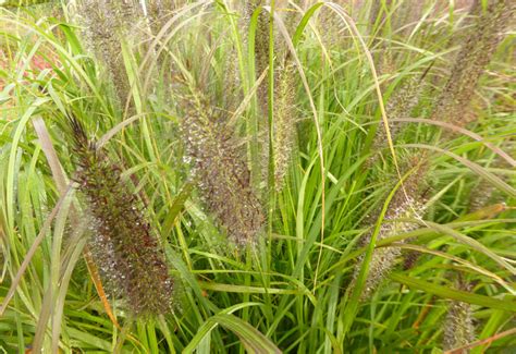 PENNISETUM ALOPECUROIDES 'BLACK BEAUTY' - Guido Van de Steen