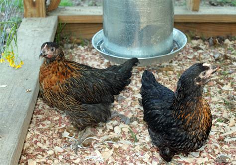 Black Sex Link Such The Like