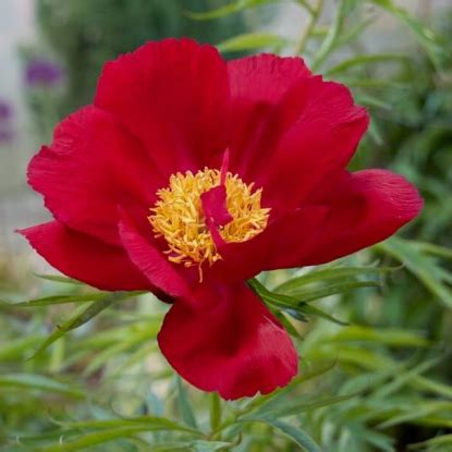 купить в Москве, доставка почтой по России, недорого в интернет ...