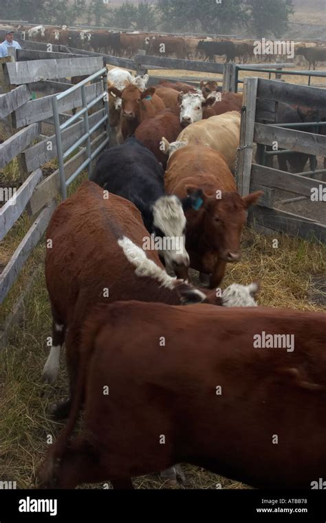 Cattle Round up Alberta Stock Photo - Alamy