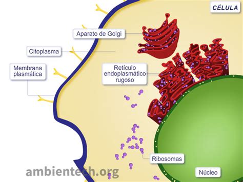 Qu Es Un Ribosoma Glosario De Ciencias Ambientech