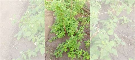 Малиновое дерево купить в Каневской | Товары для дома и дачи | Авито