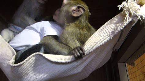 макаки 12 - YouTube