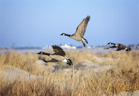 How do geese know how to fly south for the winter?