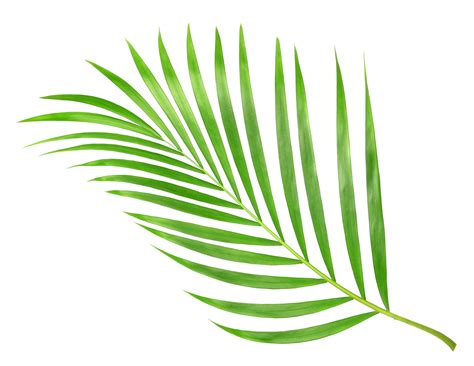 Vector Transparente Png Y Svg De Silueta De Hoja De P