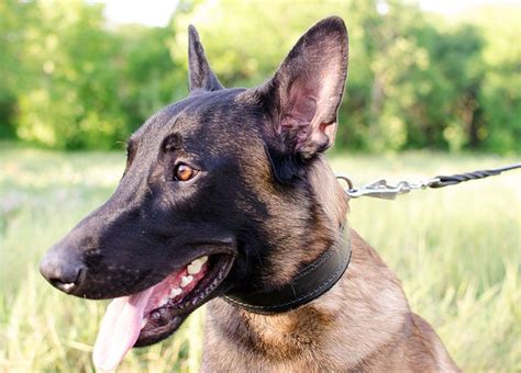 Ошейник для собак с войлочной подкладкой - C24 -> 1495.14 руб. | Собаки ...