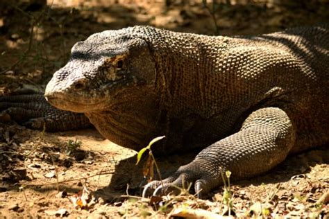 Can Komodo Dragons Climb Trees? | Reptile School
