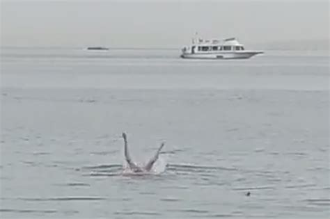 Body parts of Russian tourist found in shark after it was beaten to death