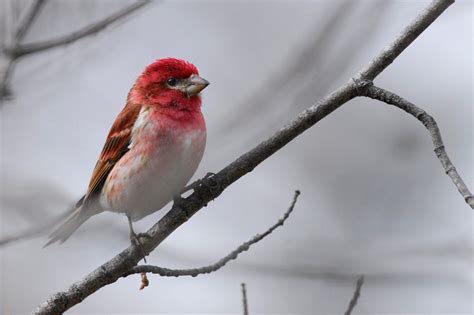 Purple Finch Facts, Habitat, Sounds, Diet, and Pictures