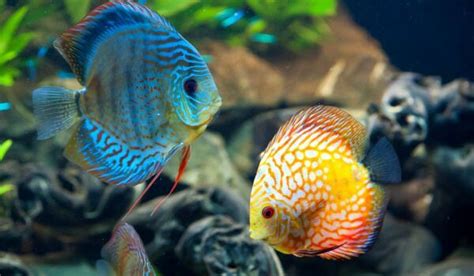 ДИСКУС ᐈ Фото и описание