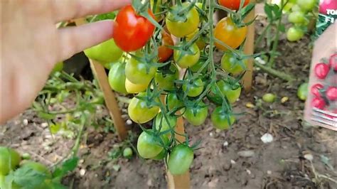 387 Томат "самчеррито" в теплице в августе. Обзор сорта. - YouTube