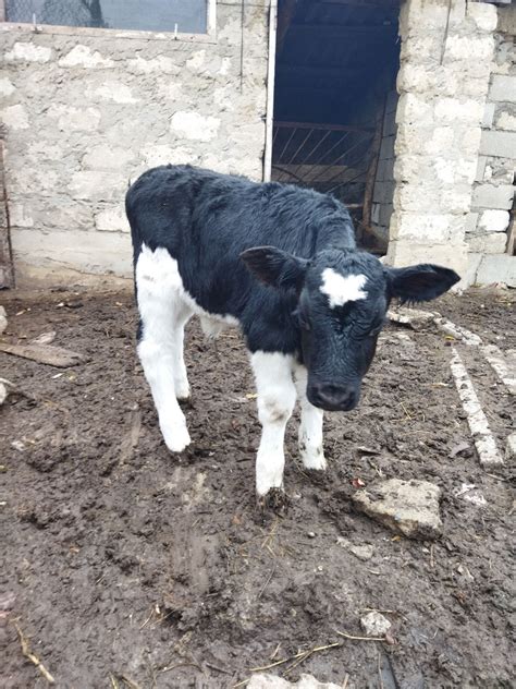 Молочные телята