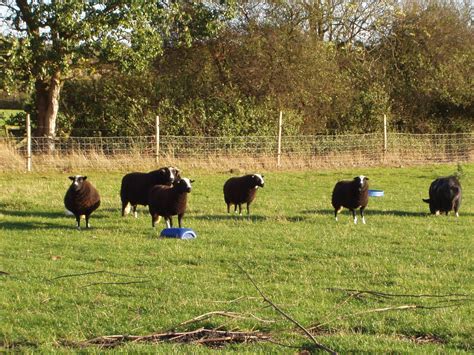 sheep bagsintheforest