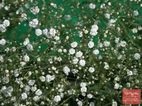Гипсофила метельчатая (Gypsophila paniculata) — описание, выращивание ...