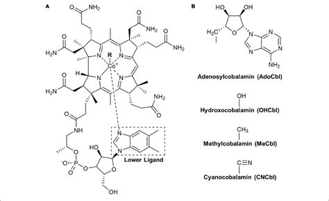 The Cobalamin Structure A Core Structure Of The Cobalamin With The