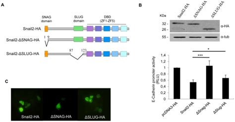 A Schematic Representation Of The Organization Of Mouse Snail2