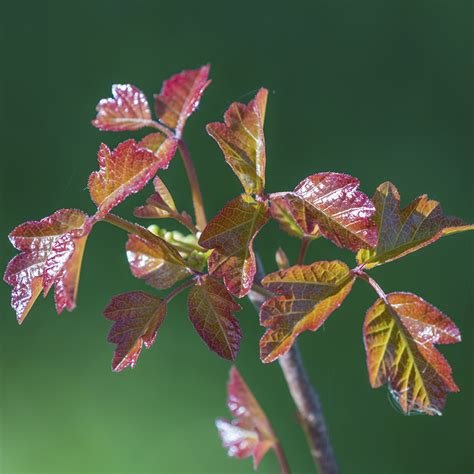 How To Identify Poisonous Plants In The Wild