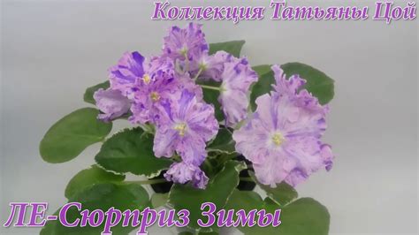 Фиалка Сюрприз Зимы Фото И Описание – Telegraph
