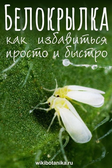 Белокрылка. Как избавиться просто и быстро | Белокрылка, Вредители ...