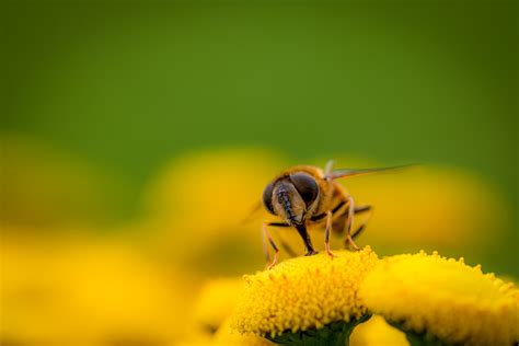 Hoverfly Insecte Fleur Photo Gratuite Sur Pixabay Pixabay