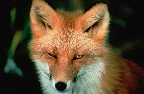 Foto gratis: Red Fox, volto, mammifero, vulpes vulpes
