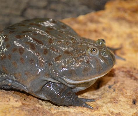 Budgetts Frog | Gallery | Reptile Gardens