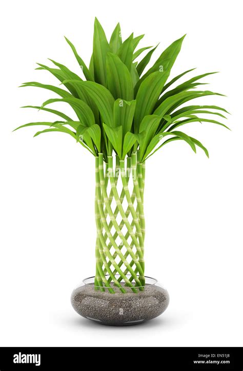 bamboo plant in pot isolated on white background Stock Photo - Alamy