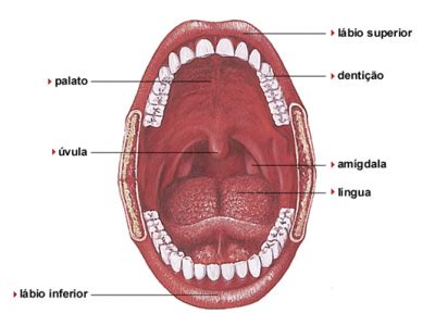 Para Que Serve As Amígdalas - AMÍGDALAS: O QUE É, PARA QUE SERVE... | Clínica Sepam