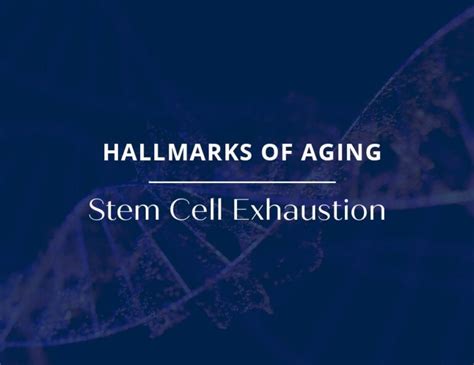 Hallmarks Of Aging Stem Cell Exhaustion AgelessRx