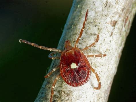 Lone Star Ticks Lyme Disease - Pregnant Health Tips