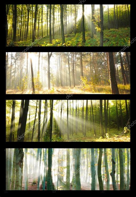 Forest Collage Stock Photo By ©kwasny222 30173887