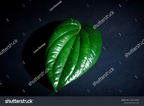 4 Bulath Vita Images, Stock Photos, 3D objects, & Vectors | Shutterstock