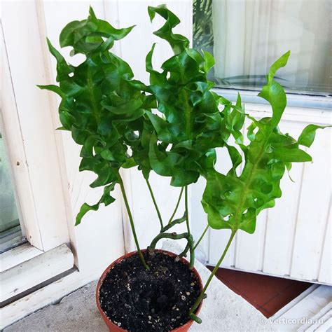 Микросорум сколопендровый "Green Wave" (Microsorum scolopendrium)