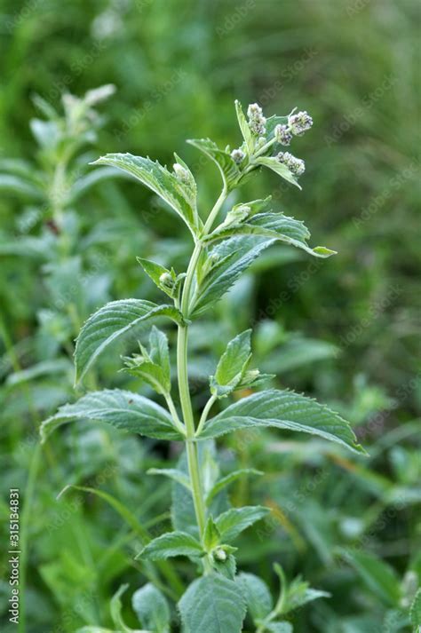 Mint Long Leaved Mentha Longifolia Grows In Nature Stock Photo