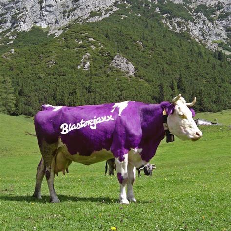 Корова Милка (54 фото) | Milka, Music albums, Cow