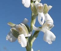 Wild Nature Of The Cantabrian Mountains Spain A New Location Of The Orchis Italica Naked Man