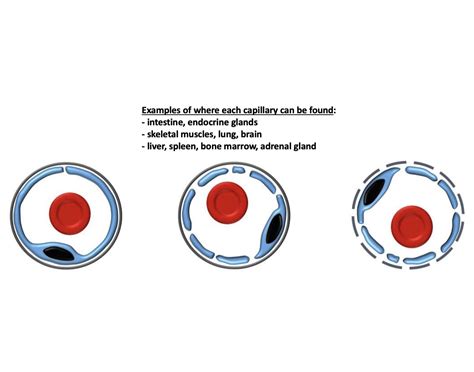 Blood Capillary types Quiz