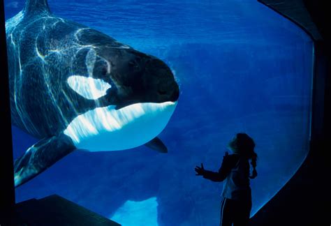 California Bans Captive Breeding of Orcas at SeaWorld | TIME