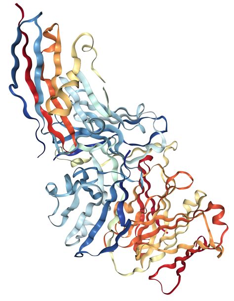 PD L1 B7 H1 Protein Overview Sino Biological