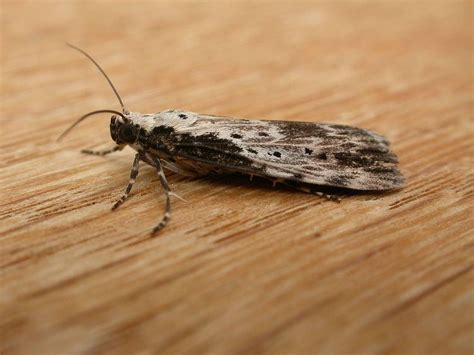 Digama - Alchetron, The Free Social Encyclopedia