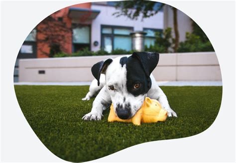 10 Off Fake Grass Installation For Dogs Las Vegas Nv Larabeast