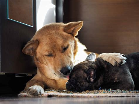 What Does It Mean When A Dog Licks A Puppy