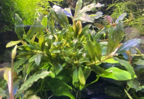 Bucephalandra Zestaw Szt Strzegom Olx Pl