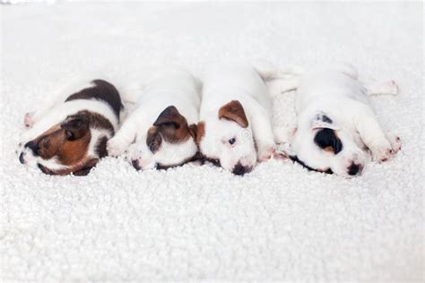 Newborn puppy sleeping stock image. Image of breed, animal - 267549457