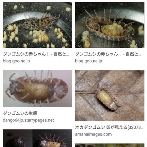 自由研究 番外編 | ＊＊ちこちこ日記＊＊