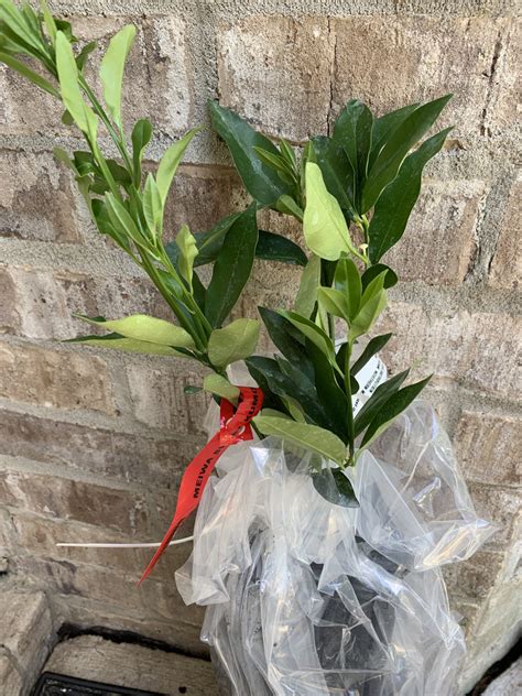 kumquat meiwa tree 7